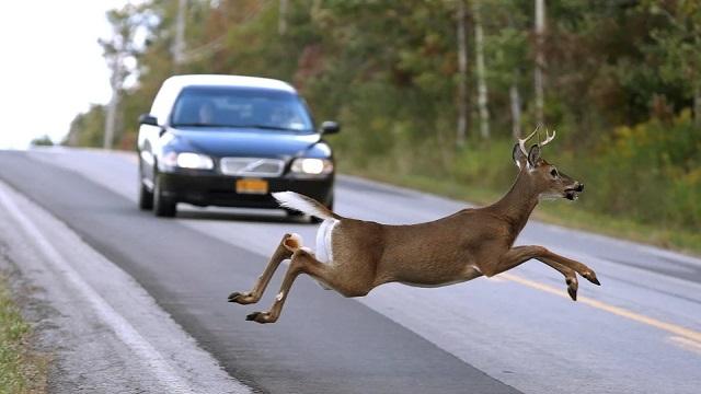Insurance in case of hitting a deer